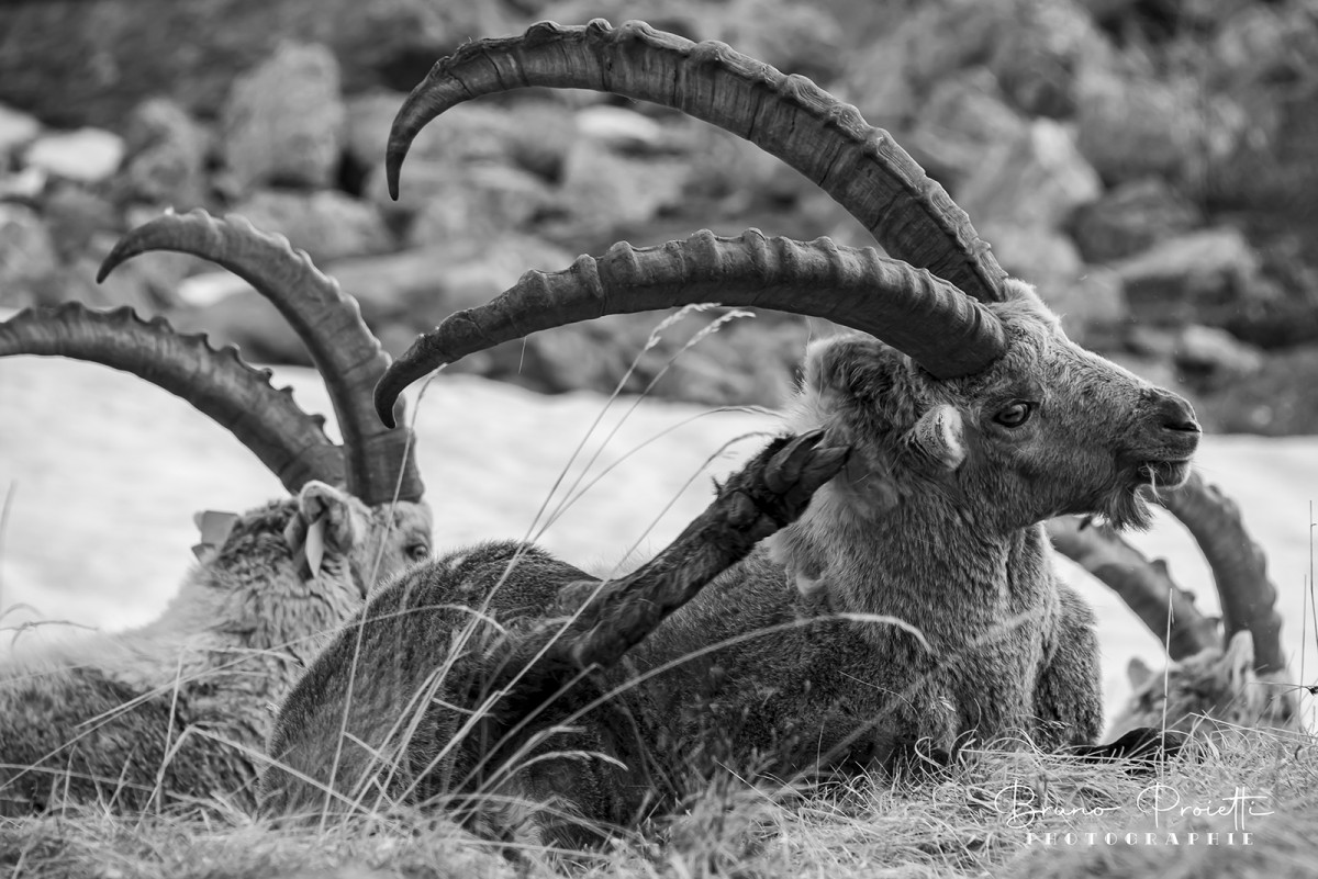FAUNE