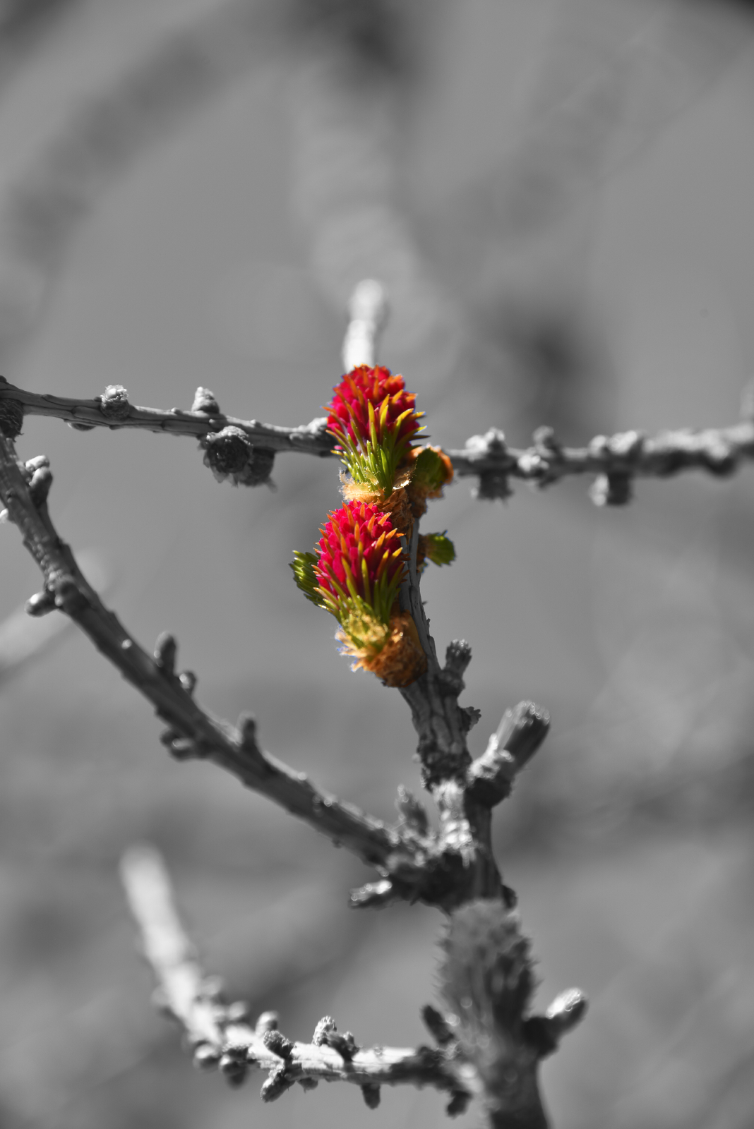 FLORE